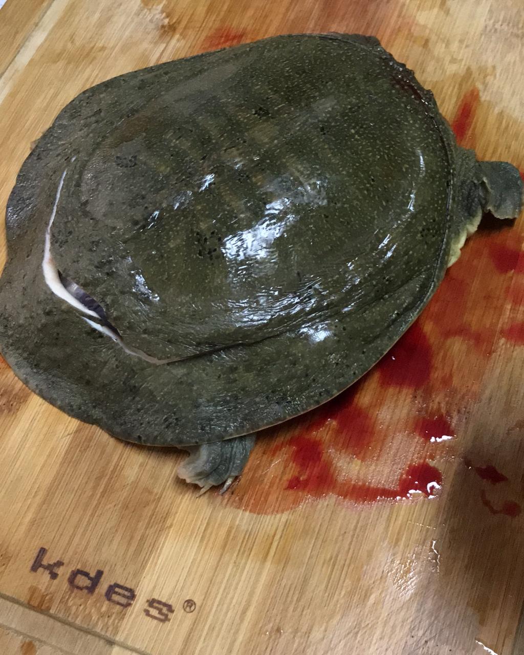 清炖甲鱼
