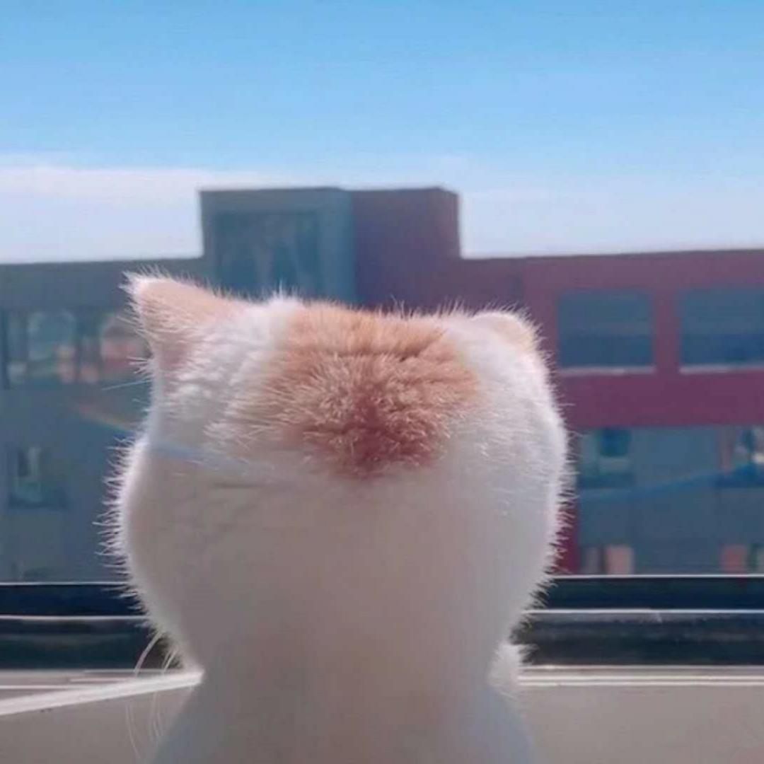 喵小qi