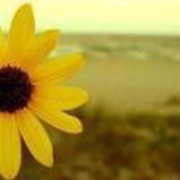Sunflower崎