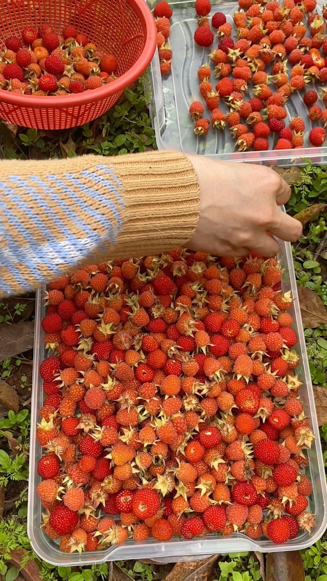 纯天然无添加野生草莓果酱