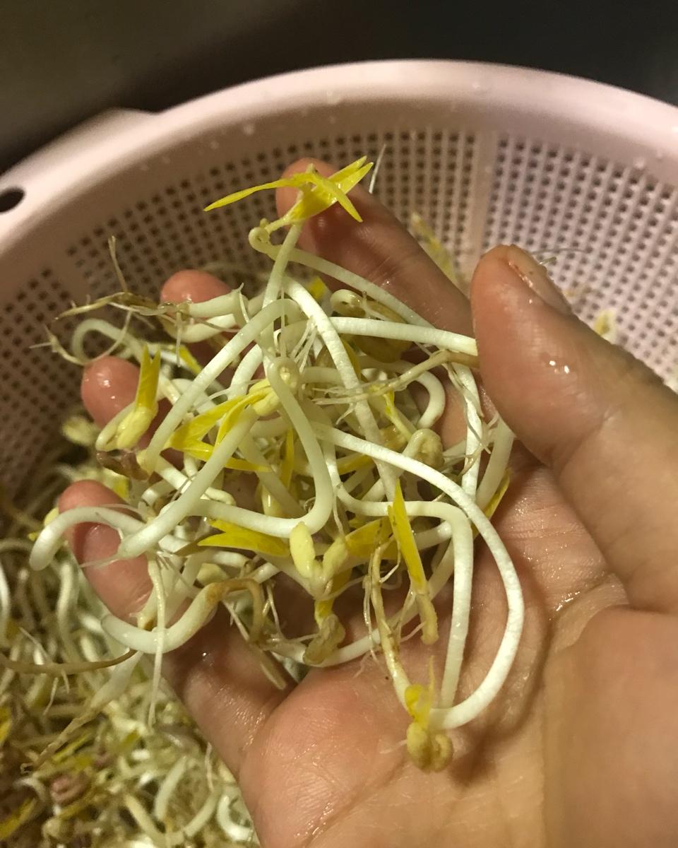 自发豆芽（可乐瓶发豆芽0失败！）