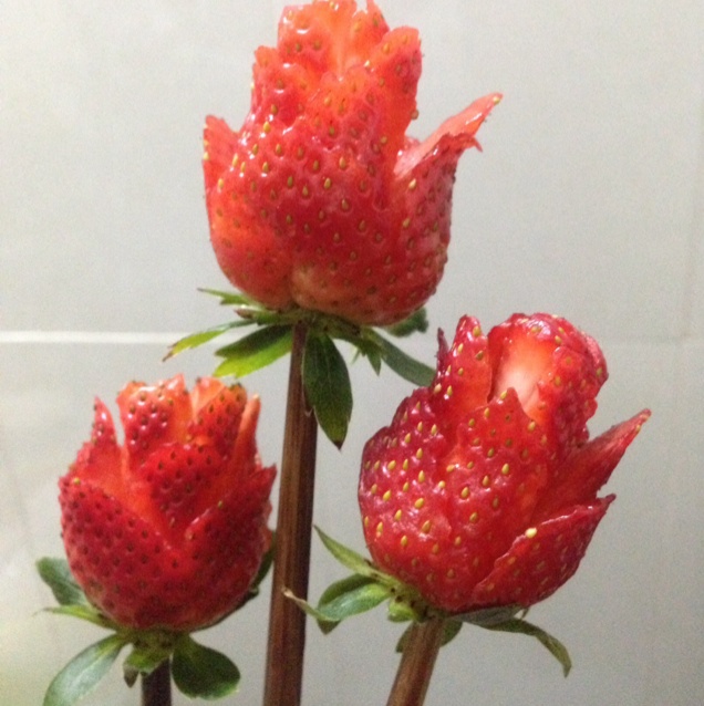 草莓玫瑰花