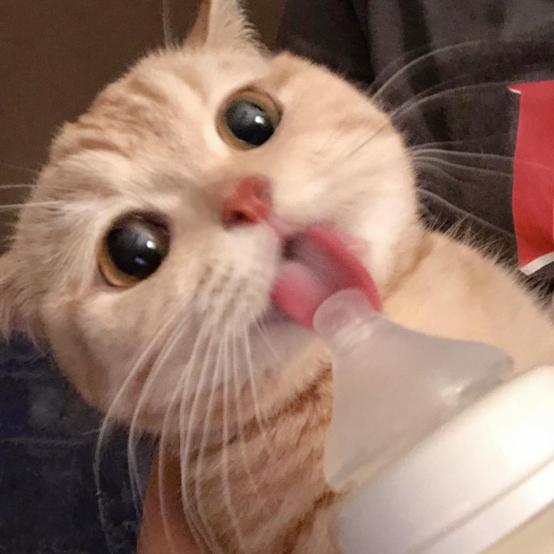 窝里个牛