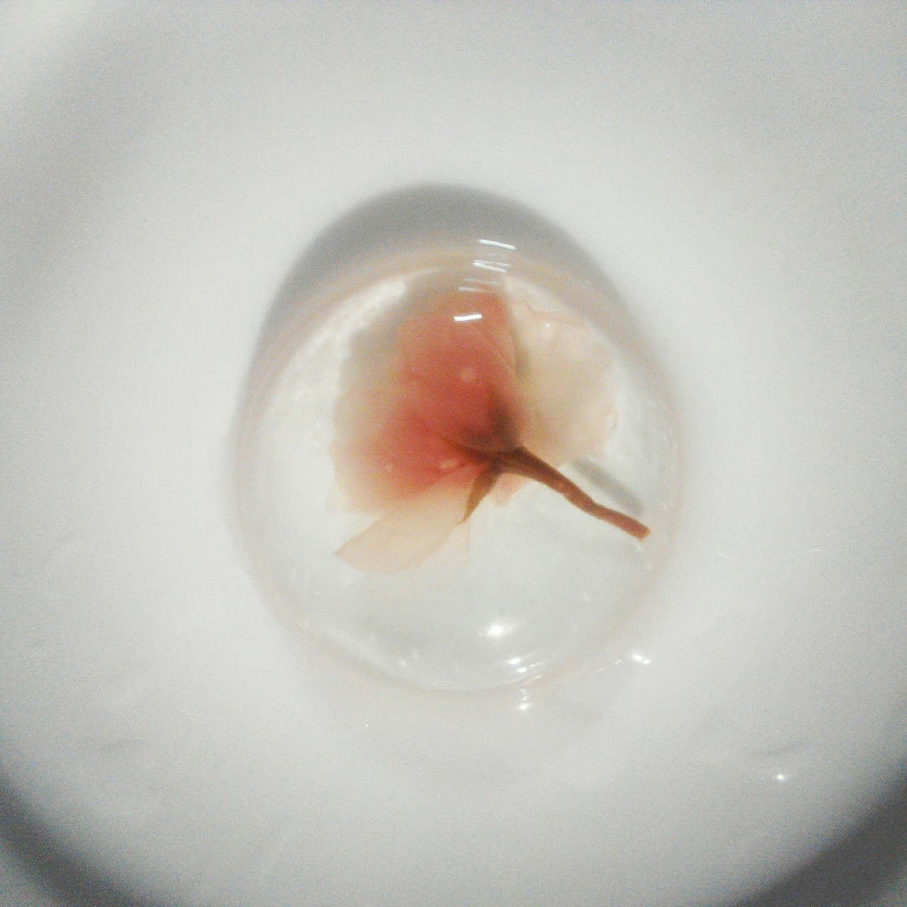 樱花水信玄饼