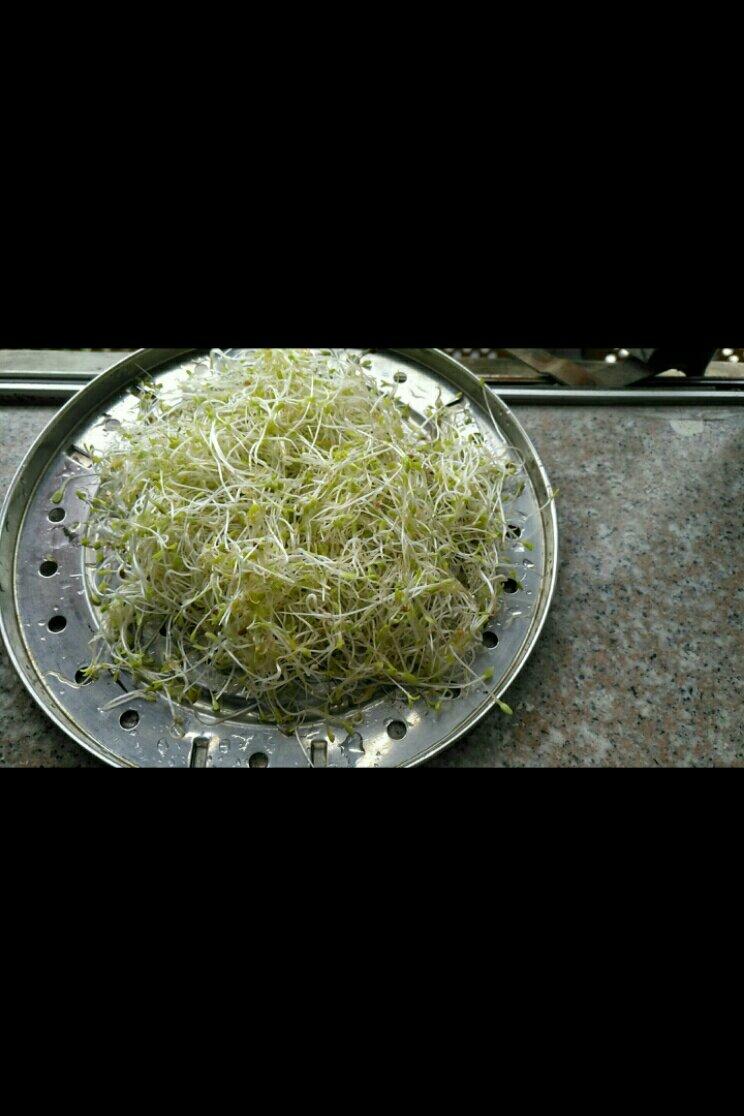 苜蓿芽---自己在家发有机芽菜