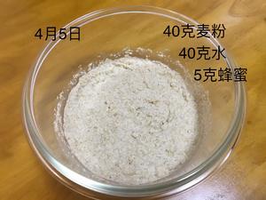 北海道吐司&全麦酵母种培养的做法 步骤16