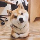 我是王元元吖