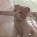 肠梗组