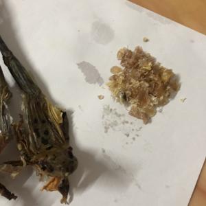 雪蛤炖椰汁的做法 步骤3
