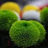 花与甜