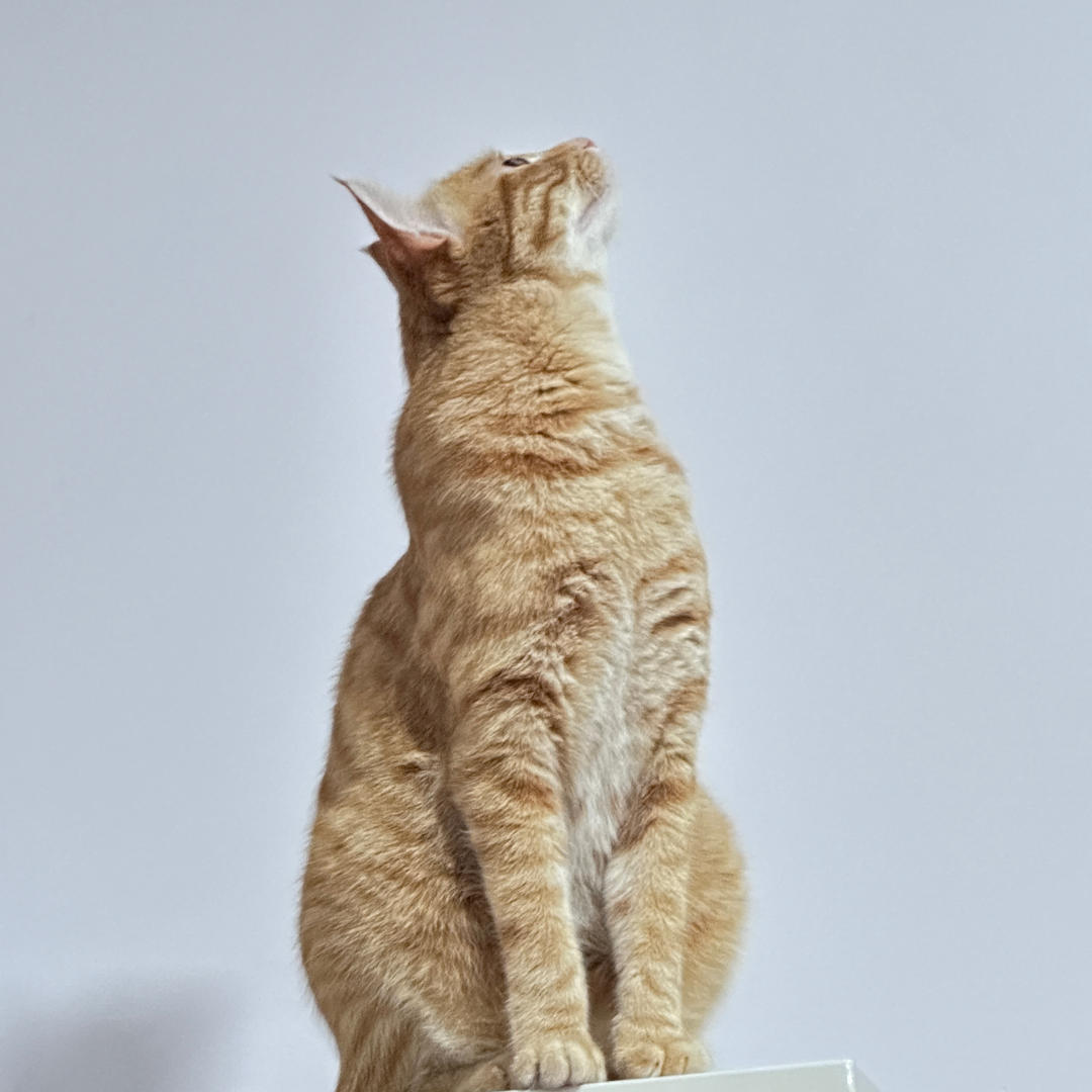 不喜欢做饭的老母亲