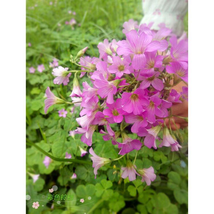 点滴生活，芬芳依然⁎˚♫