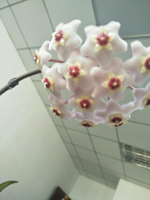 超好吃的香甜餐包