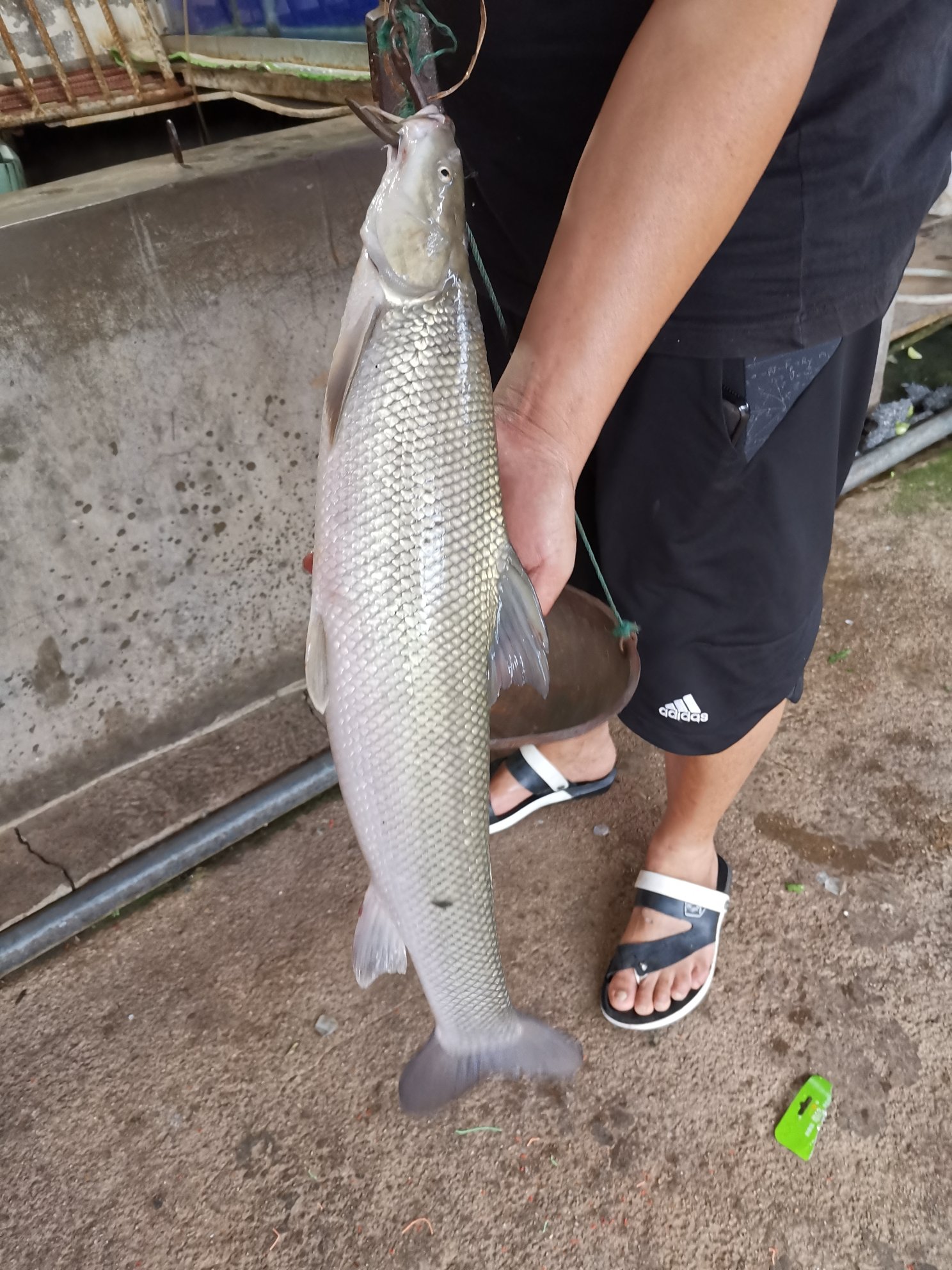 青鱼   鲜美   丝瓜尖   屋顶夜景   音乐配水果   小资一下   抚仙湖