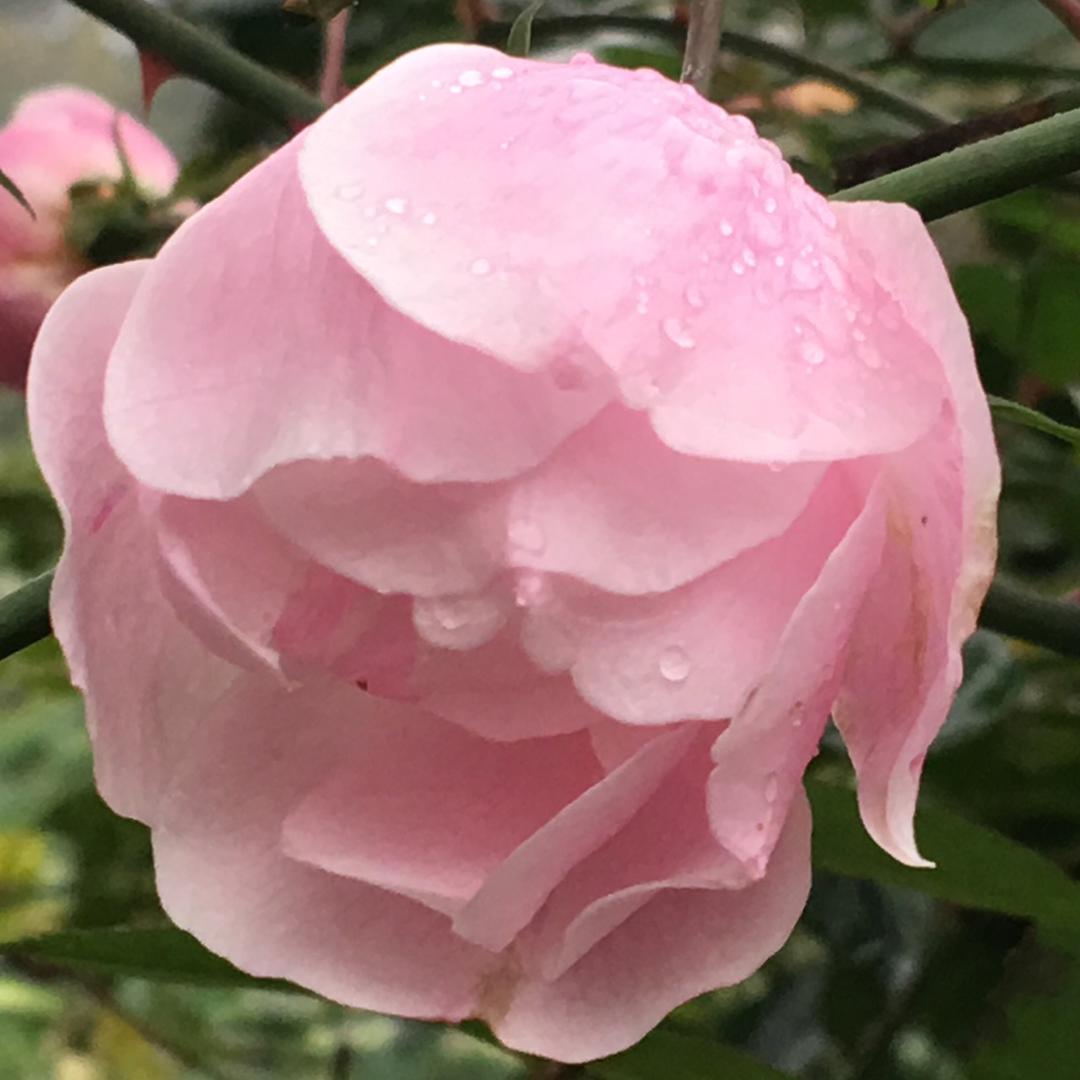 报春花