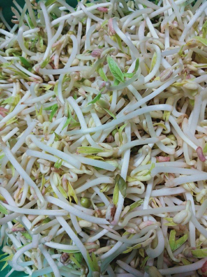 生绿豆芽的方法  有粗又脆
