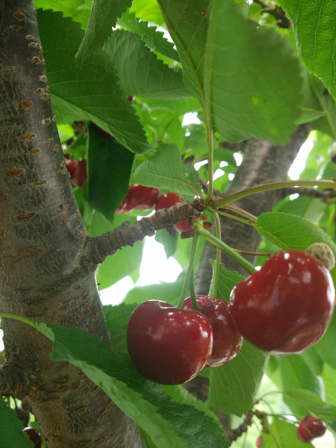 午餐•2017年6月13日