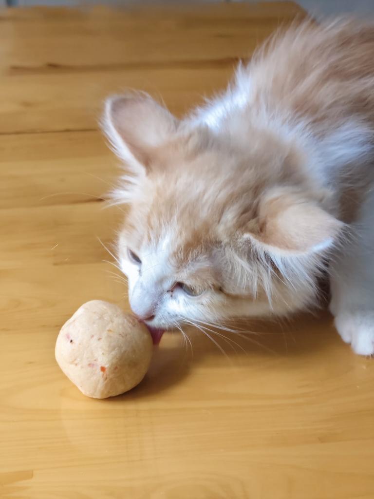 自制幼猫猫粮