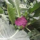 叮当喵爱吃皮皮虾