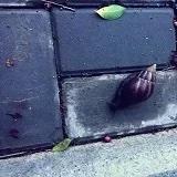 露雨rain