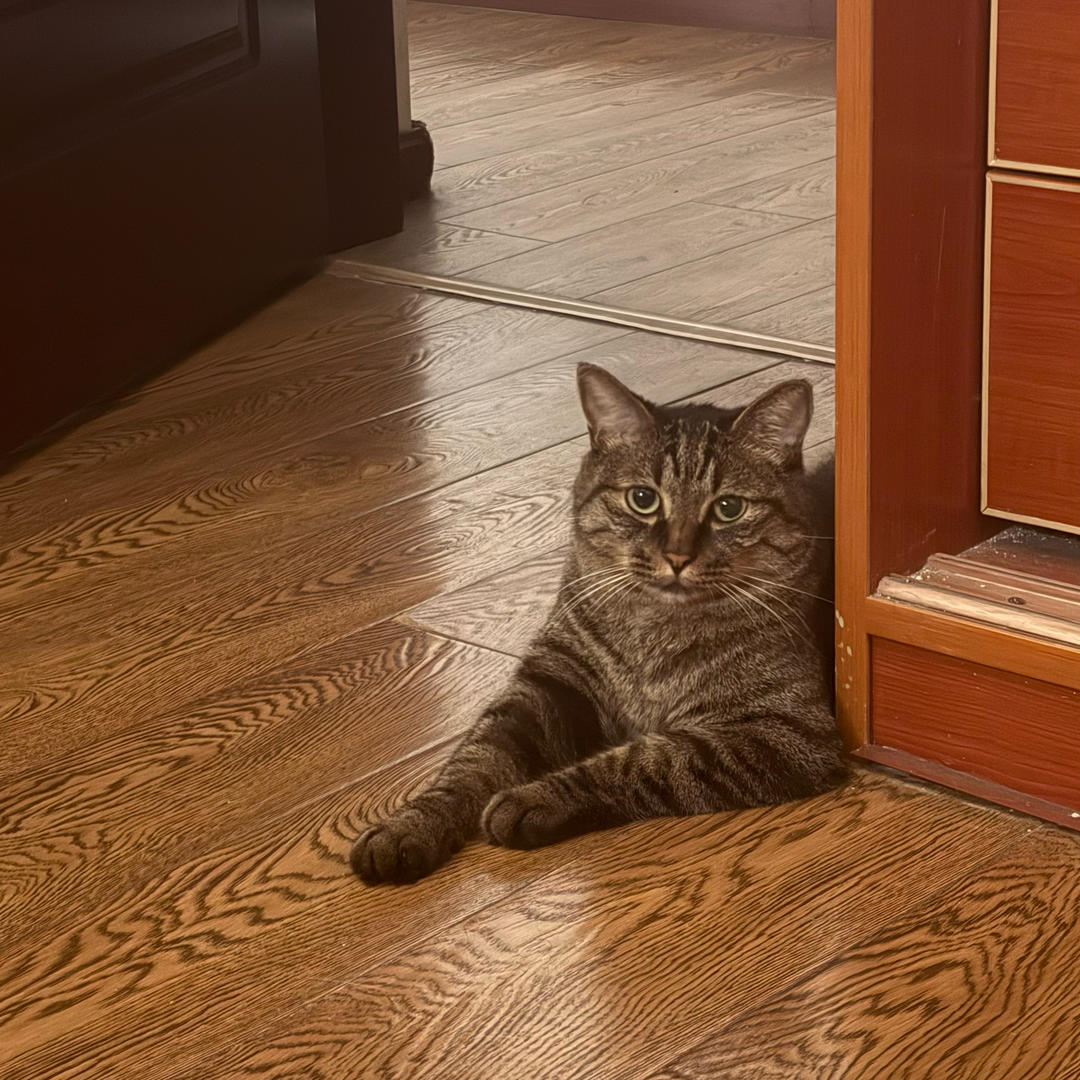 猫咪大厨