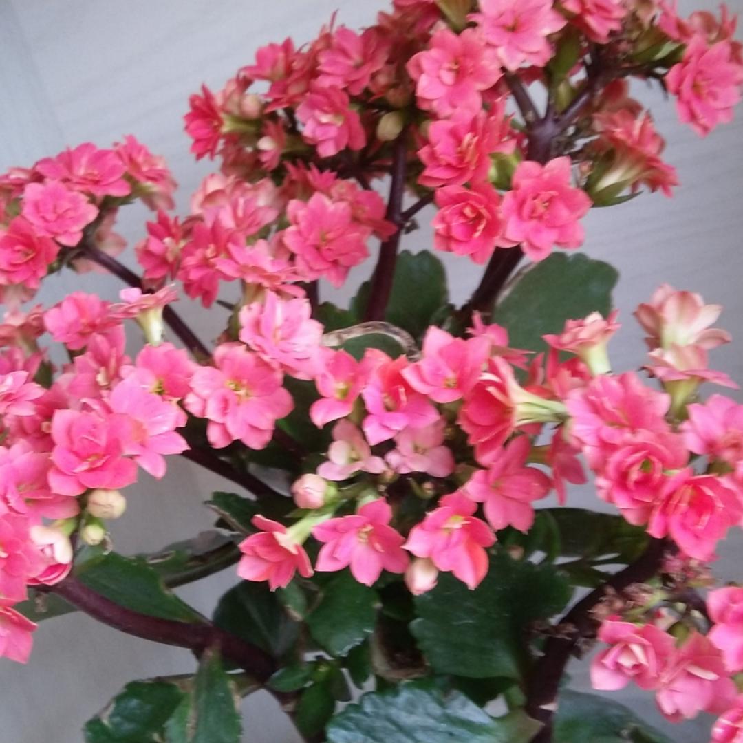 蜗牛爬上树