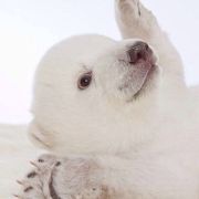 走在路上的小猴子