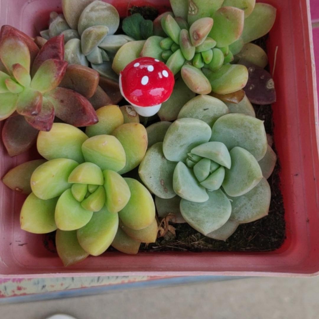索梦思语