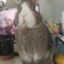 奥利奥爱趣多多