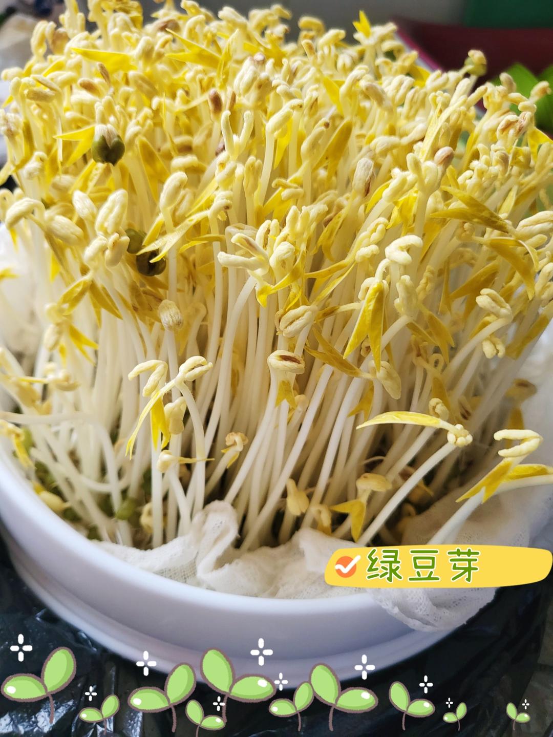 自发绿豆芽