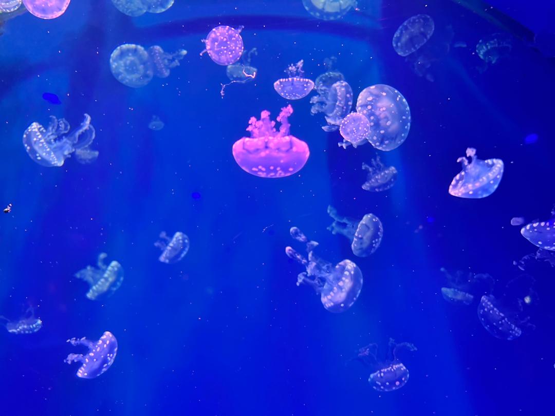 葱油鲳鱼的做法