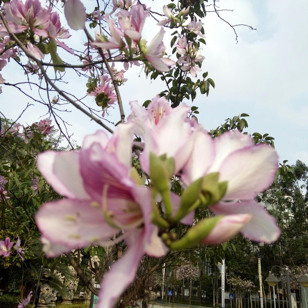 XINMING