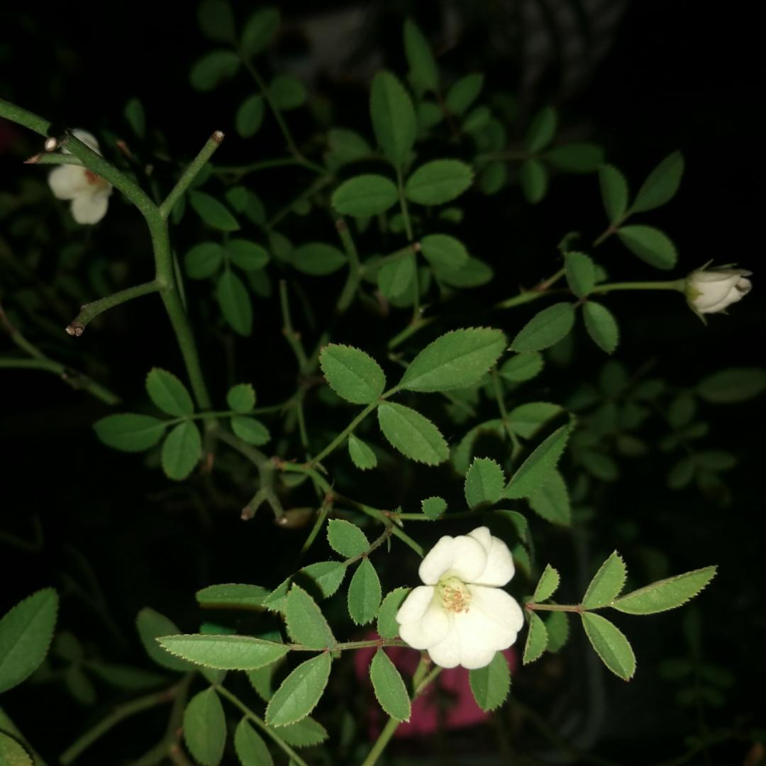 9369_ca7o
