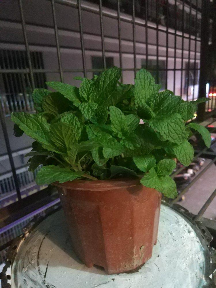 薄荷种植手册，如何把你的薄荷养到爆盆