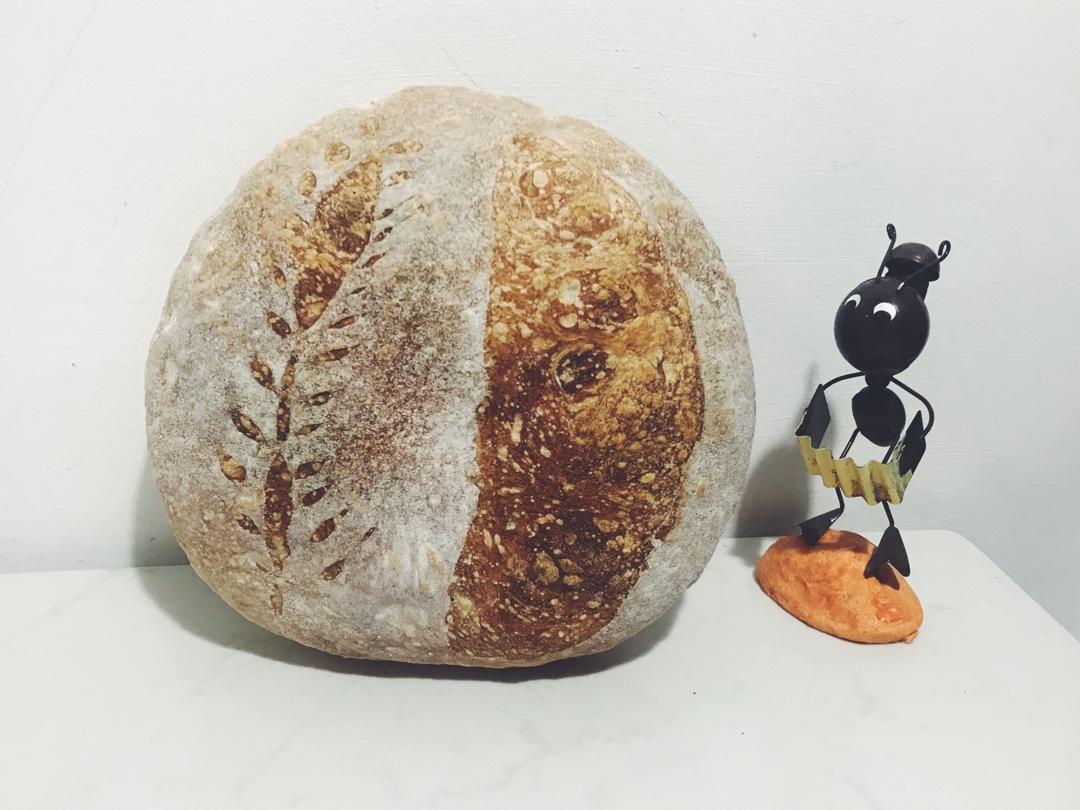 【Ken Forkish】The Saturday white bread基础欧包（附成功面包的要素一）