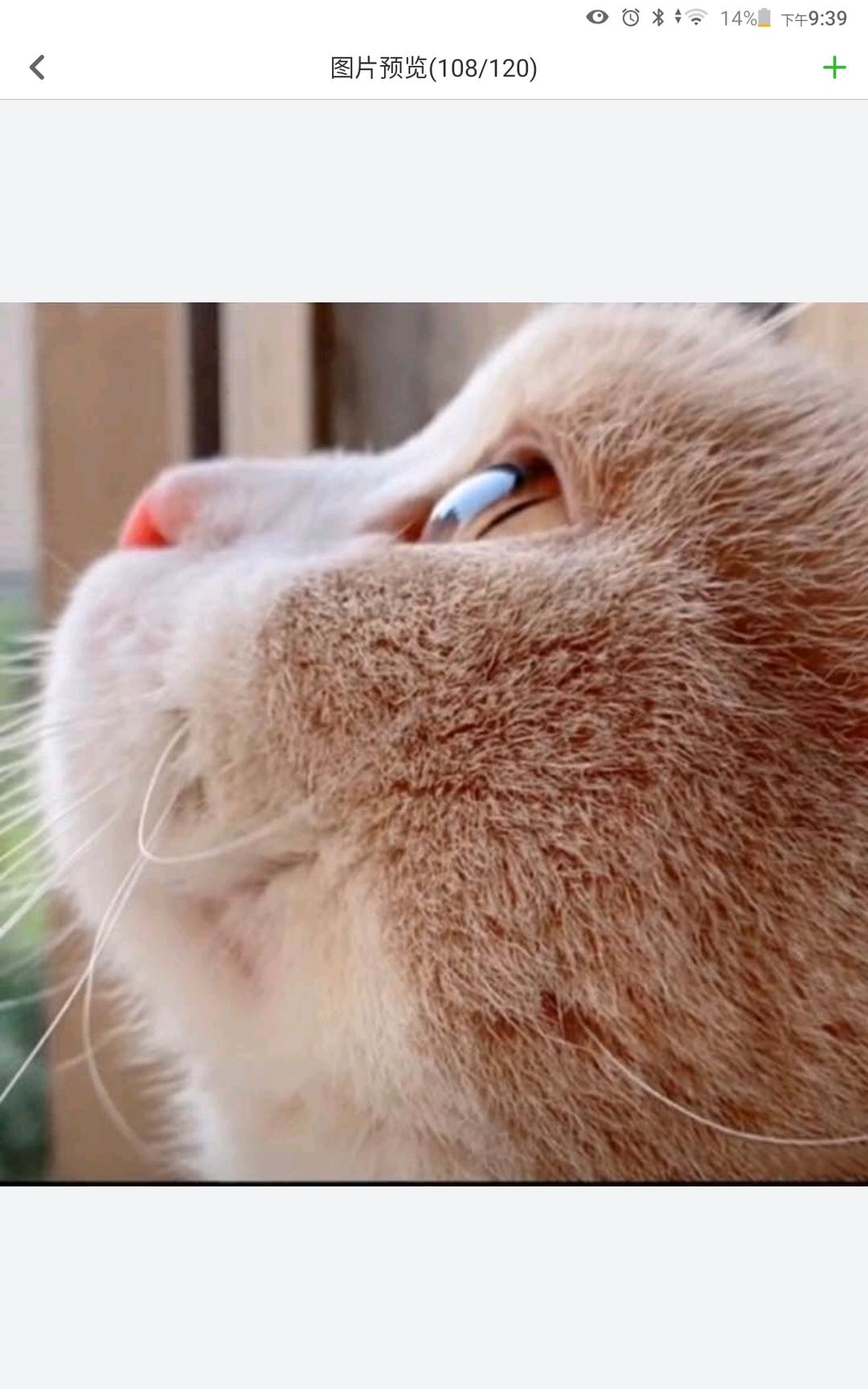 猫咪小相册的做法