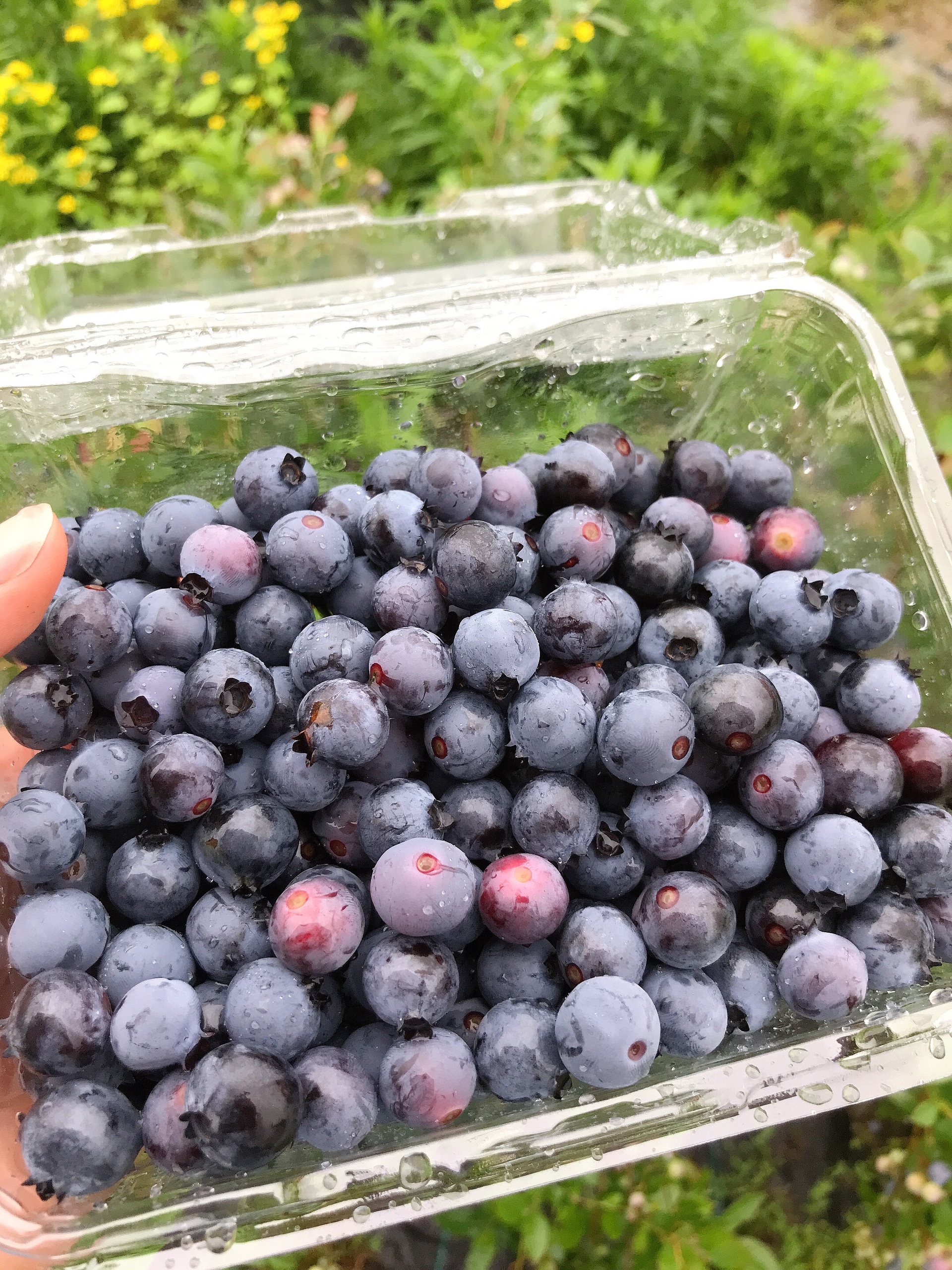 蓝莓🫐果酱