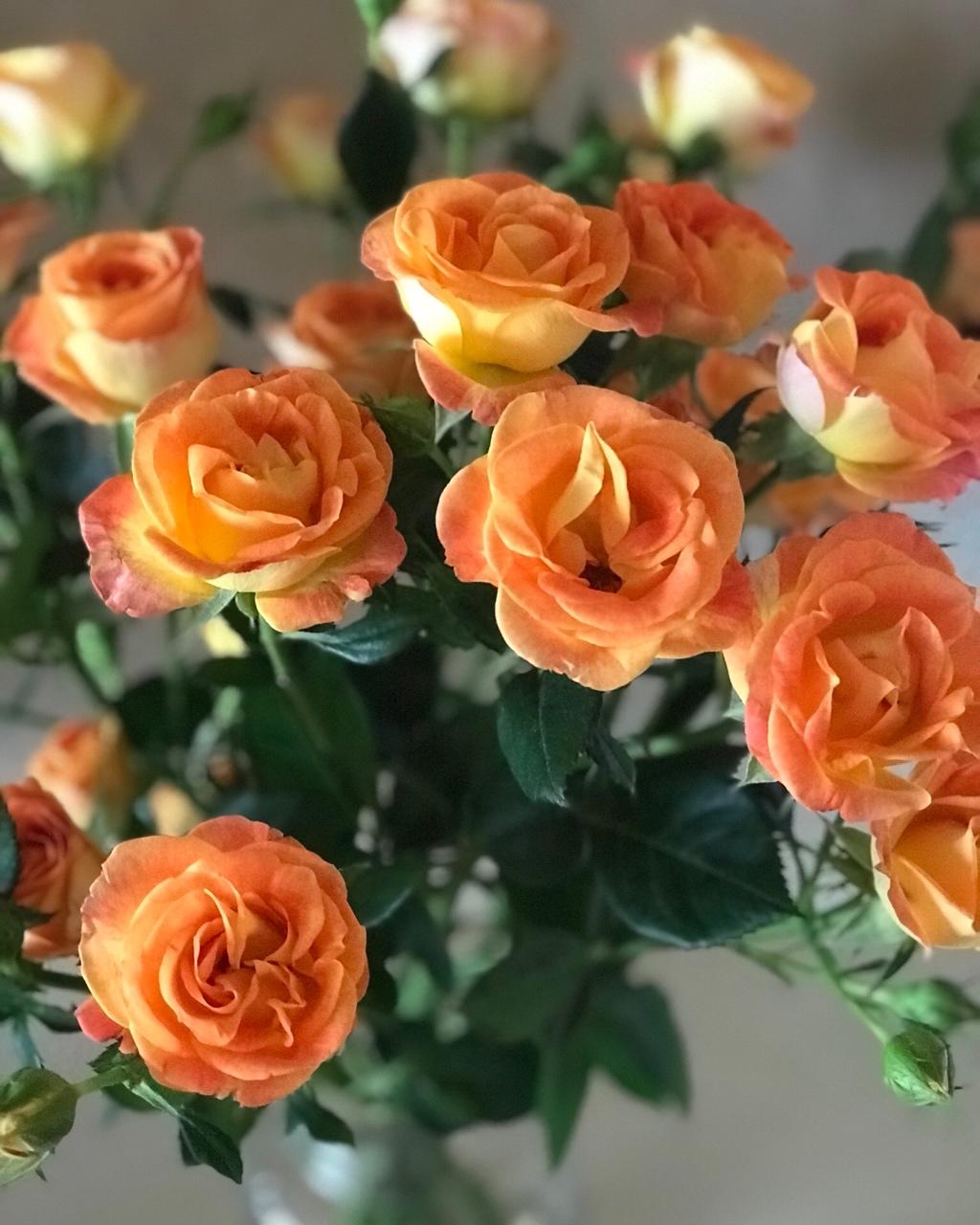 让人上瘾的榴莲冻芝士