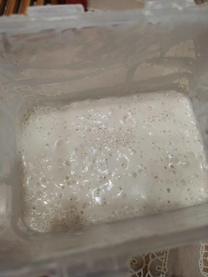 1:1天然酵母（鲁邦种）养成计划