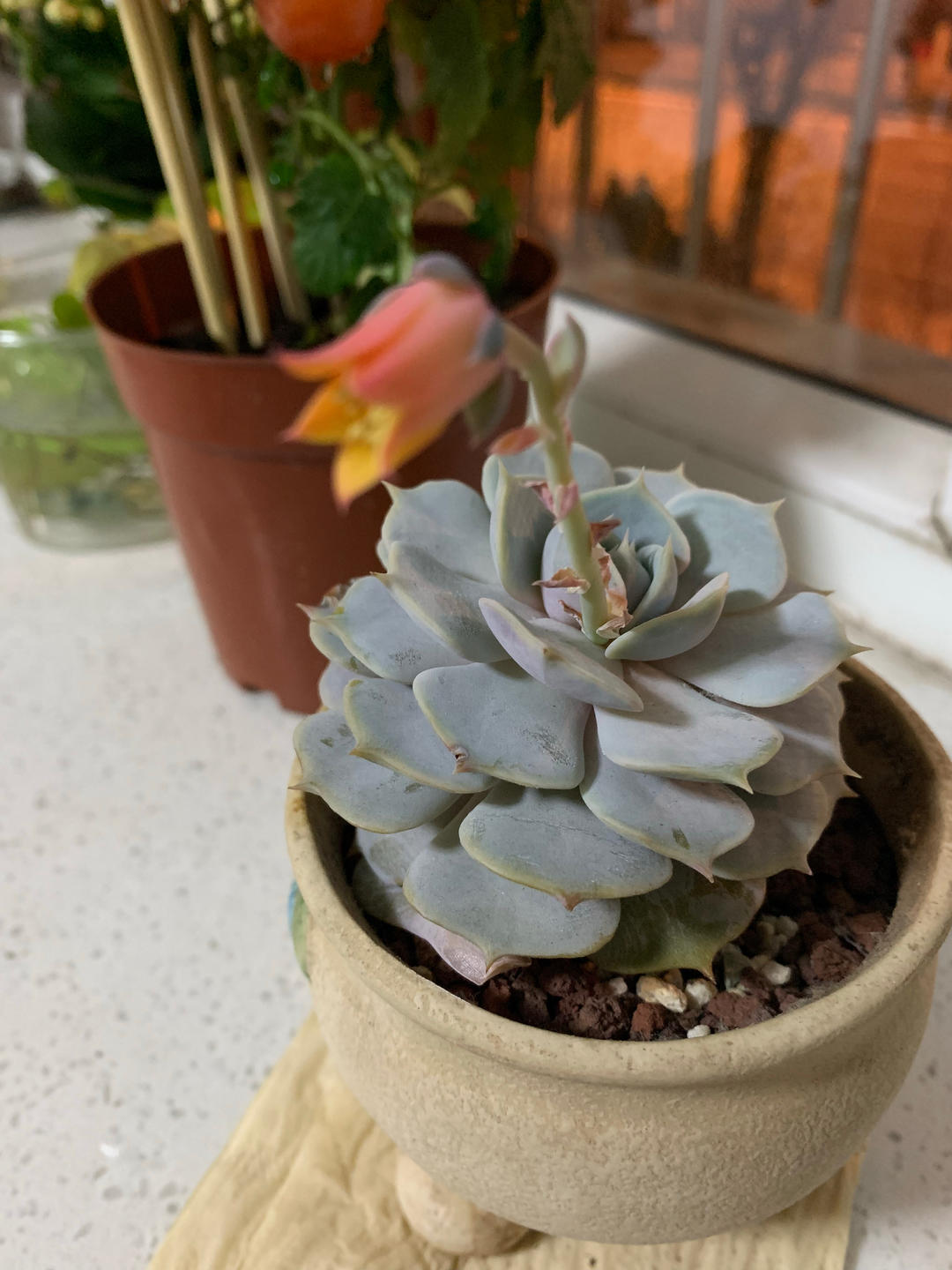 原味蛋糕卷㊙️不掉皮不开裂配方分享