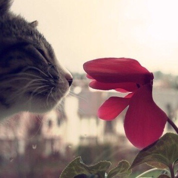 莹酱抱琳琅梦寻山田小草莓