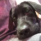 晴天肥薯小米猪